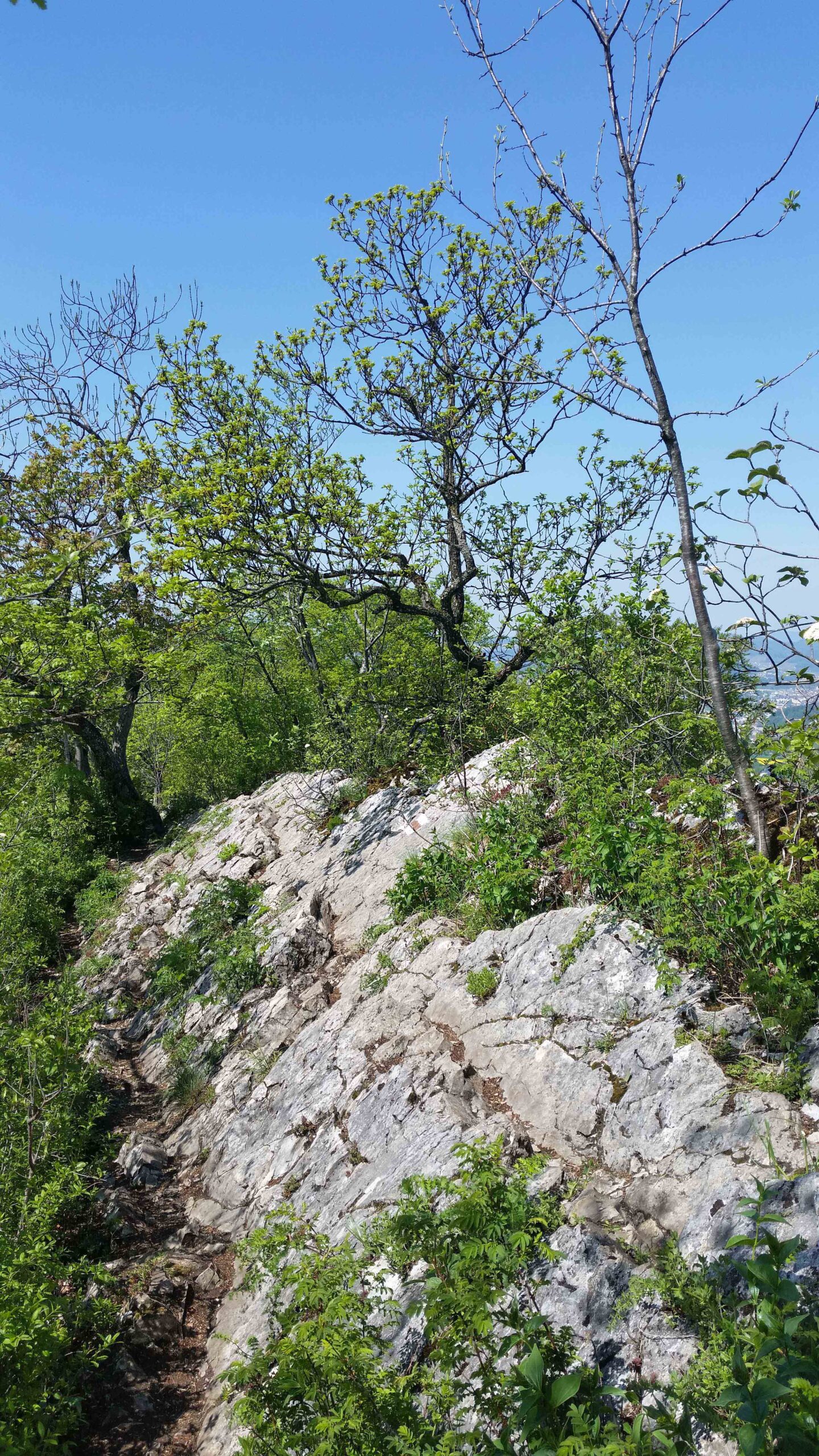 Lägern Felsen